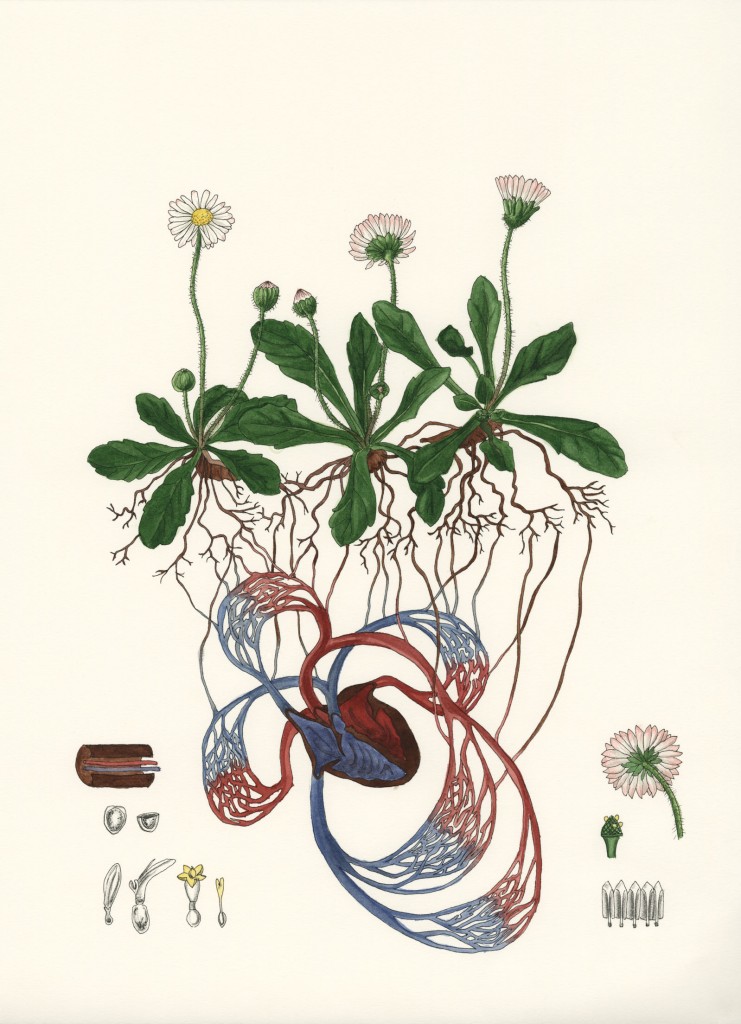 Franziska Seitz - Blüten-Mythen (Gänseblümchen)